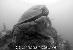 crab&shrimp, oosterschelde, visibility 5Ocm, so black&whi... by Christian Cauwe 